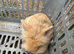 Lionhead Bunnies
