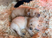 Beautiful working line Labrador puppies