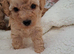 Beautiful toy poodle babies