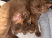 Kittens due 27th July