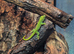 4 baby giant day geckos