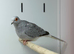 Diamond dove