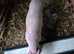 4 Gilt Weaners for sale