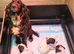 Cocker spaniel pups