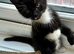 MALE KITTEN READY NOW