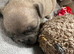 Last 2 waiting for their forever homes this wkend