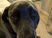 Female cane corso
