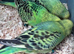 Baby budgies mix colour mix ages