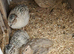3 to 5 weeks old quail mixed colors