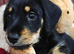Mini Daschund x Miniature Schnauzer puppies