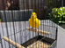 Fife Canaries for sale