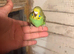 Baby budgies for sale £40 each collection mk404nn