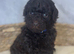 5 Toy Poodle Puppies
