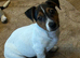 jack Russell