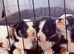 BULLDOG X BORDER COLLIE PUPPIES