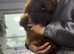 Teacup korean asian toy poodle stud