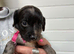 Fantastic Sprockerpoos for sale