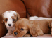 Stunning Health Tested F1b Cavapoo Puppies