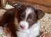 Gorgeous Border collie Puppy's