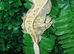 Male crested gecko