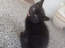 Half ragdoll/mixed breed looking for his forever home