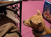 Lovely 1 year old 1Jack Russell for sale/rehome
