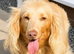 Longhair miniature dachshund