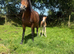 Sweet little companion mare
