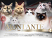 Ragdoll Kittens (GCCF REGISTERED AND FULLY HEALTH TESTED)