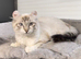 American curl kittens rare breed ready now