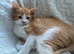 3 ginger males ready for their new home