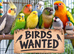 ALL TYPES OF FINCHES WANTED