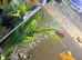 Tropical fish plus tank