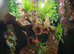 Adult Lilly White Female & full set up!