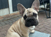 French Bulldog Boy and Girl