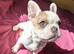 Beautiful puppy available