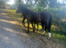 Stunning Bay Filly