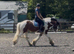 15.1/2H - 5Yo - Skewbald - Gelding - Clydsdale X Gypsy Cob - All Rounder