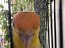 Hand reared caiques