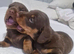 Dachshund puppies