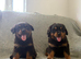 German rottweiler puppies