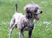 Stunning chocolate Merle poodle boy