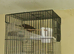 Male goldfinch 2024 close rung