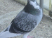 Free pigeons