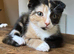 Beautiful Scottish Folds and Scottish Straights