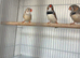 Zebra finch for sale