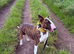 willow 4yr old bull terrier