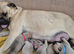 Bull mastiff puppies