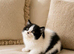 British shorthair kittens ready now