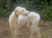 Female Lurcher